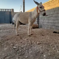 خر نر|حیوانات مزرعه|بهبهان, |دیوار