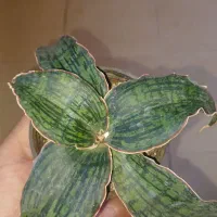 گل و گیاه سانسوریا افوربیا