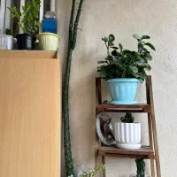کاکتوس صخره ای|گل و گیاه طبیعی|رشت, لاکان شهر|دیوار