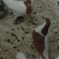 کبوتر خوشرنگ و طوقی|پرنده|فولادشهر, B2|دیوار