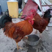 هرکدام
