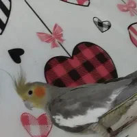 ماده عروس هلندی مست و آماده