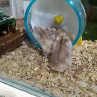 پنج تا همستر با مزه