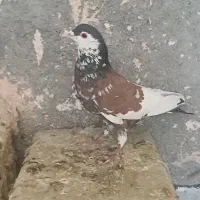 افشون .خوشرنگ یقه کیپ