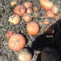 کدوحلوایی شیرین|خوردنی و آشامیدنی|بهار, |دیوار