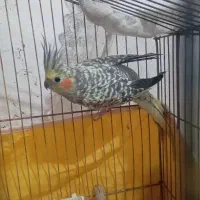 عروس هلندی ماده