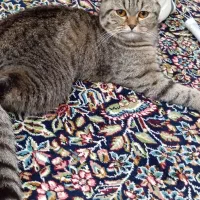 گربه اسکاتیش دبل فولد|گربه|رفسنجان, |دیوار