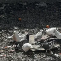 کبوتر|پرنده|یاسوج, |دیوار