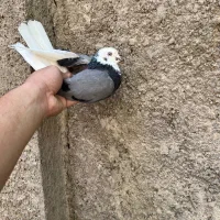 کفتر گرفتنی بلندی