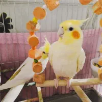 جفت عروس هلندی لوتینو