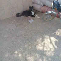 یک عدد سگ قدرجونی گله ایی