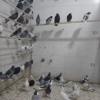 سلام خدمت دوستان ۹۰ تا کفتر سالم سرحال