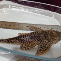 لجنخوار کت اسپرت