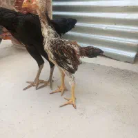 فروش جوجه اوشامو و تخم اوشامو