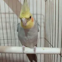 عروس هلندی نر