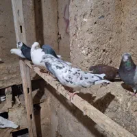 کبوتر تهرانی|پرنده|بهار, |دیوار