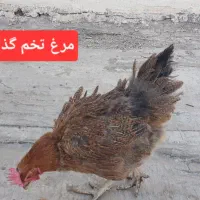 جوجه و مرغ|حیوانات مزرعه|ساوه, |دیوار