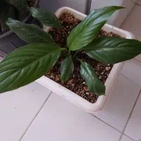 گل اسپاتی فیلوم و بگونیای خالدار