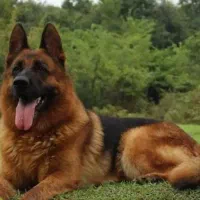 سگ ژرمن مو بلند وارداتی