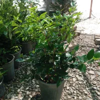 گل یاس. هلندی. پخش عمده.