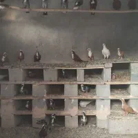 فروش سی قطعه‌ کبوتر