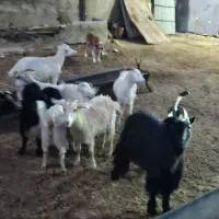 فروش بز و بزغاله