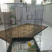 قفس