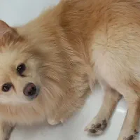 پامر  روباهی