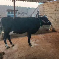 گاو با گوساله نر