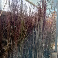 نهال هلو و شلیل مرغوب ارقام زودرس|خدمات باغبانی و درختکاری|صومای برادوست, |دیوار