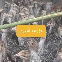 جوجه بوقلمون برنز انگلیسی سینه پهن