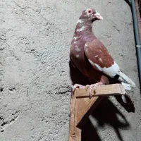 میولمنز و سینه سفید|پرنده|شیراز, مسلم|دیوار