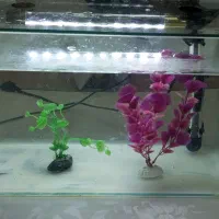 اکواریوم شرکتی، معاوضه هم میکنم|ماهی|خرمشهر, |دیوار