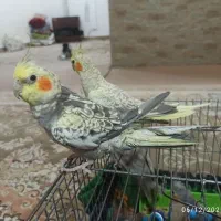 5تا عروس هلندی 4500