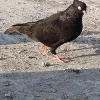 کبوتر زاغ اصل جفتی یک تومن