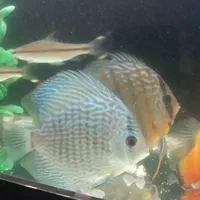 دیسکس|ماهی|کرمانشاه, |دیوار