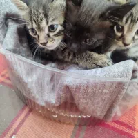 واگذاری گـربه