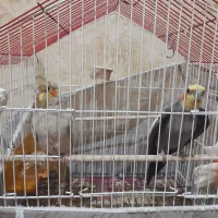 یک جفت عروس هلندی