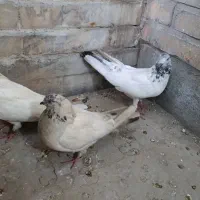 کبوتر شیخی