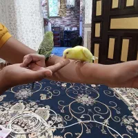 مرغ عشق|پرنده|خرمشهر, |دیوار