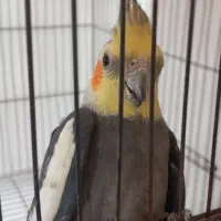 عروس هلندی نر سخنگو