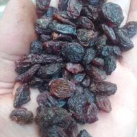 کشمش بیدانه آفتابی تاکستان پاک شده تمیز