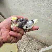 گرینچیک جوجه عروس هلندی مرغ عشق کبوتر|پرنده|بندرعباس, |دیوار