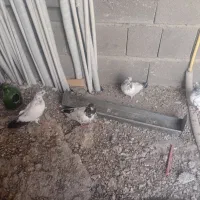 کفتر کله دم سبز|پرنده|کرج, کوی مهر|دیوار