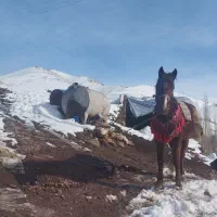 اسب فروشی|اسب و تجهیزات اسب‌سواری|شاهین دژ, |دیوار