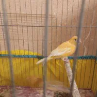 قناری نر پرتغالی