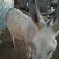 الاغ ماده|حیوانات مزرعه|کامیاران, |دیوار