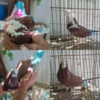 کبوتر کفتر