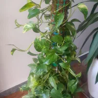 گل طبیعی