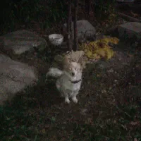 یک  سگ پامرین روباهی